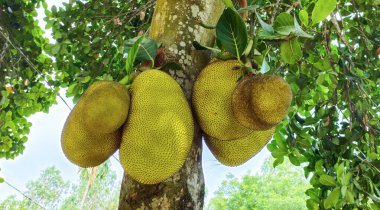 Yeşil taze Jack meyvesi Yeşil yapraklı yakın fotoğrafçılık, Ağaçta asılı taze Jack meyvesi, ağaç duvar kağıdı, arka plan 