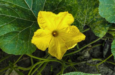 Büyük yeşil yaprak bir balkabağı sarı çiçeğe yakın plan doğal arkaplan, yeşil, duvar kağıdı, soyut, bahçe, bitki, yaz, ağaç, desen, doku,