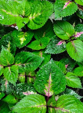 Yeşil yaprak soyut duvar kağıdı fotoğrafçılığı 