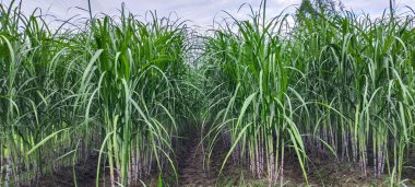 Şeker kamışı tarlası fotoğrafçılığı doğa manzarası, şeker kamışı çiftliği, uzun saplı yeşil bir şeker kamışı tarlası, şeker kamışı tarlası fotoğrafçılığı, tarım arazisi.