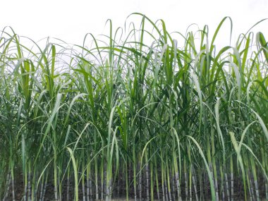 Şeker kamışı tarlası fotoğrafçılığı doğa manzarası, şeker kamışı çiftliği, uzun saplı yeşil bir şeker kamışı tarlası, şeker kamışı tarlası fotoğrafçılığı, tarım arazisi.