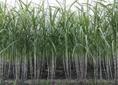 Şeker kamışı tarlası fotoğrafçılığı doğa manzarası, şeker kamışı çiftliği, uzun saplı yeşil bir şeker kamışı tarlası, şeker kamışı tarlası fotoğrafçılığı, tarım arazisi.