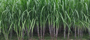 Şeker kamışı tarlası fotoğrafçılığı doğa manzarası, şeker kamışı çiftliği, uzun saplı yeşil bir şeker kamışı tarlası, şeker kamışı tarlası fotoğrafçılığı, tarım arazisi.