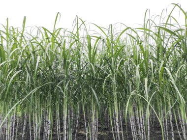 Şeker kamışı tarlası fotoğrafçılığı doğa manzarası, şeker kamışı çiftliği, uzun saplı yeşil bir şeker kamışı tarlası, şeker kamışı tarlası fotoğrafçılığı, tarım arazisi.