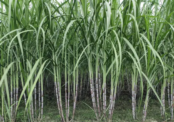 Şeker kamışı tarlası fotoğrafçılığı doğa manzarası, şeker kamışı çiftliği, uzun saplı yeşil bir şeker kamışı tarlası, şeker kamışı tarlası fotoğrafçılığı, tarım arazisi., 