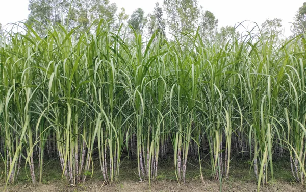 Şeker kamışı tarlası fotoğrafçılığı doğa manzarası, şeker kamışı çiftliği, uzun saplı yeşil bir şeker kamışı tarlası, şeker kamışı tarlası fotoğrafçılığı, tarım arazisi., 