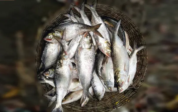 Hilsa fish in baskets are being sold in the market