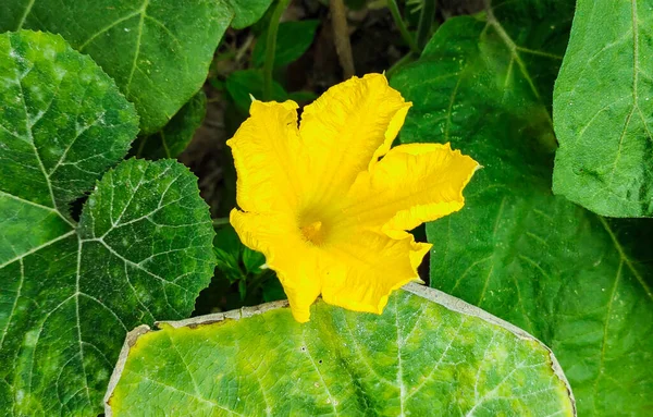 stock image a close up of a large green leaf pumpkin yellow flower plant natural background, leaf nature background, green, wallpaper, abstract, garden, plant, summer, tree, pattern, texture,