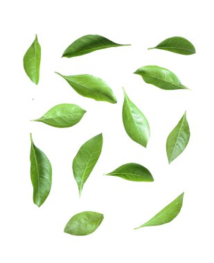 Beyaz arkaplanda yeşil yapraklar, beyaz arkaplanda yeşil guava yaprakları, beyaz arkaplanda yeşil yaprak izole