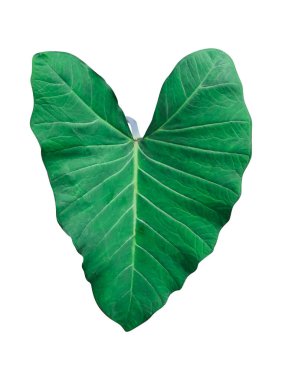 Beyaz arkaplanda büyük yeşil bir yaprak, beyaz arkaplanda yeşil yaprak, beyaz arkaplanda yeşil yeşil yapraklar gösterilir.,