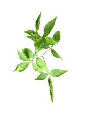 yeşil Aegle marmelo yaprağı beyaz arka planda, ahşap elma yaprakları, yeşil, yaprak, bitki, eko, doğa, ağaç dalı, izole edilmiş, kapat,