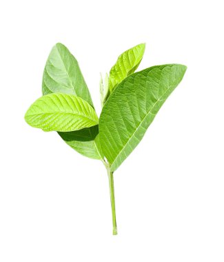 Beyaz arkaplanda yeşil yapraklı bir guava bitkisi, beyaz arkaplanda yeşil guava yaprakları, beyaz arkaplanda yeşil yaprak