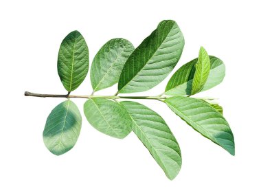 Beyaz arkaplanda yeşil yapraklı bir guava bitkisi, beyaz arkaplanda yeşil guava yaprakları, beyaz arkaplanda yeşil yaprak