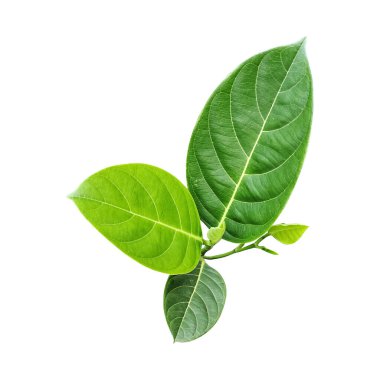 yeşil Jackfruit I yaprağı beyaz arkaplanda gösterilir, yeşil, yaprak, bitki, eko, doğa, ağaç, yeşil, yaprak, bitki, eko, doğa, ağaç dalı, izole edilmiş,