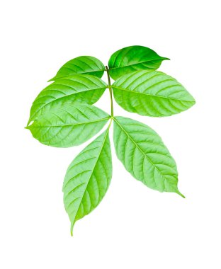 Bembeyaz arkaplanda yeşil Bailey yaprağı, beyaz arkaplanda yeşil yeşil yeşil canavar yaprağı.,