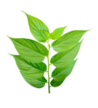 Beyaz arkaplanda büyük yeşil bir yaprak, yeşil, yaprak, bitki, eko, doğa, ağaç dalı, izole edilmiş, kapalı, arka plan, doğal, ağaç, taze, bahçe, bahar, yaz, yapraklar gösterilir