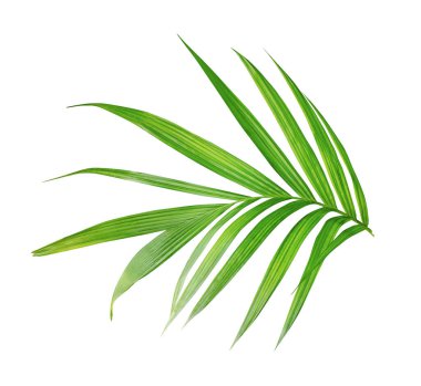 Büyük yeşil palmiye yaprağı beyaz zemin, yeşil yaprak, bitki, eko, doğa, ağaç dalı, izole edilmiş, yakın plan, doğal arka plan, ağaç, taze bahçe, bahar, yaz, yapraklar üzerinde gösterilir.