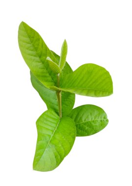 Beyaz arkaplanda yeşil yapraklı bir guava bitkisi, beyaz arkaplanda yeşil guava yaprakları, beyaz arkaplanda yeşil yaprak