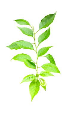 yeşil Aegle marmelo yaprağı beyaz arka planda, ahşap elma yaprakları, yeşil, yaprak, bitki, eko, doğa, ağaç dalı, izole edilmiş, kapat,