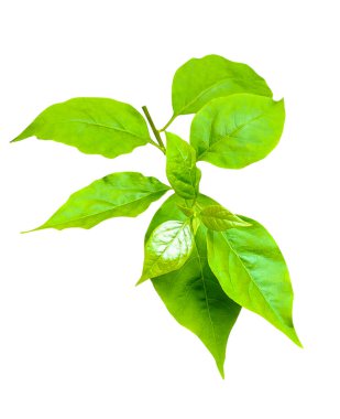 yeşil Aegle marmelo yaprağı beyaz arka planda, ahşap elma yaprakları, yeşil, yaprak, bitki, eko, doğa, ağaç dalı, izole edilmiş, kapat,