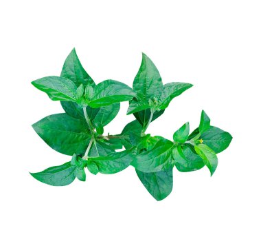 Yeşil yapraklar yağmur damlaları beyaz zemin üzerinde ağaç dalları, ağaç yaprakları izole fotoğrafçılık 