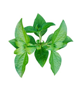 Yeşil yapraklar yağmur damlaları beyaz zemin üzerinde ağaç dalları, ağaç yaprakları izole fotoğrafçılık 