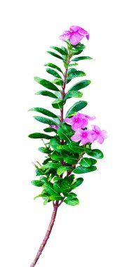 Yağmurdaki pembe çiçekler yakın plan fotoğrafı, yeşil yapraklı pembe çiçek beyaz arka plan izole fotoğrafçılık. 