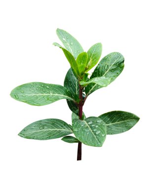 Yeşil yapraklar yağmur damlaları beyaz zemin üzerinde ağaç dalları, ağaç yaprakları izole fotoğrafçılık 