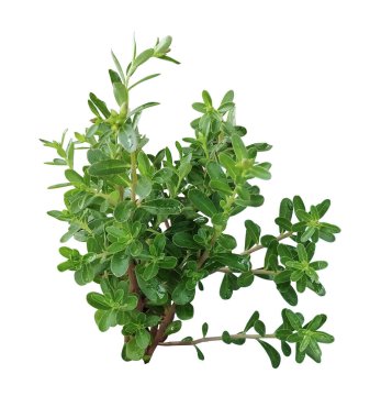 Yeşil yapraklı ağaç dalı beyaz arkaplanda, ağaç yaprağı izole fotoğrafçılık 