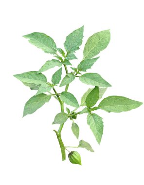 Yeşil yapraklı ağaç dalı beyaz arkaplanda, ağaç yaprağı izole fotoğrafçılık 