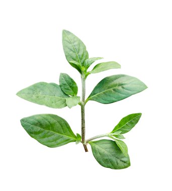  Beyaz arkaplanda fesleğen yaprakları, beyaz arkaplanda yeşil yapraklar, izole fotoğrafçılık yaprakları. 