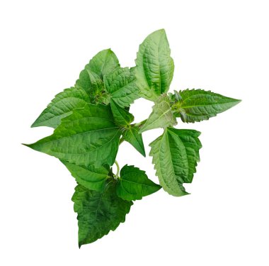 Yeşil yapraklı ağaç dalı beyaz arkaplanda, ağaç yaprağı izole fotoğrafçılık 