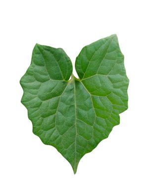 Yeşil yapraklı ağaç dalı beyaz arkaplanda, ağaç yaprağı izole fotoğrafçılık 