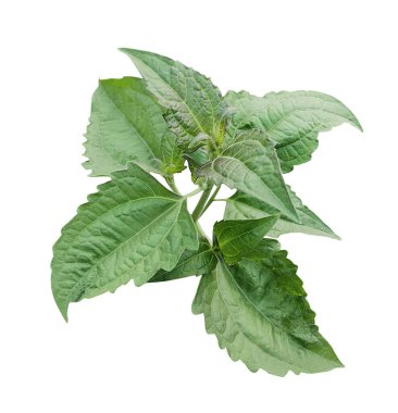 Yeşil yapraklı ağaç dalı beyaz arkaplanda, ağaç yaprağı izole fotoğrafçılık 