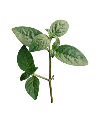 Yeşil yapraklı ağaç dalı beyaz arkaplanda, ağaç yaprağı izole fotoğrafçılık 