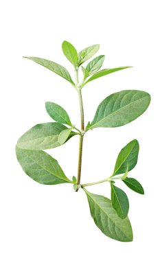 Yeşil yapraklı ağaç dalı beyaz arkaplanda, ağaç yaprağı izole fotoğrafçılık 