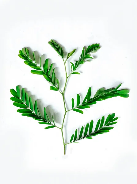 a plant with green leaves on a white background, green, leaf, plant, eco, nature, tree branch, isolated, close up, background
