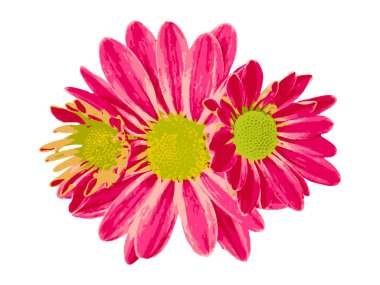 Güneş çiçeği, hardal çiçeği beyaz arkaplan, hardal çiçeği beyaz arka plan, beyaz çiçek, arkaplan, desen, ağaç yaprağı, set