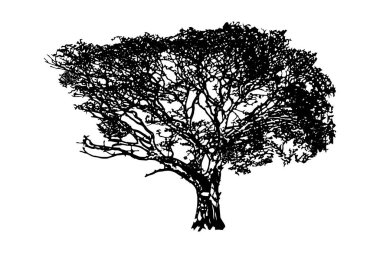 Siyah ve beyaz renk ağaç vektör sanat tasarımı, ağaç vektör sanatı, siyah renk ağacı, set, yapraklar set tasarımı, yaprak deseni 