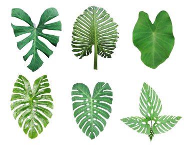 Yeşil yapraklar beyaz arka planda, yaprak izole seti, yeşil yaprak eko doğa dalı izole