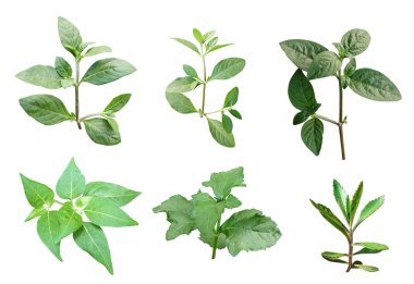 Yeşil yapraklar beyaz arka planda, yaprak izole seti, yeşil yaprak eko doğa dalı izole