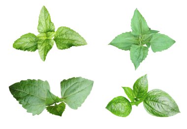 Yeşil yapraklar beyaz arka planda, yaprak izole seti, yeşil yaprak eko doğa dalı izole