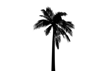Beyaz arka planda palmiye ağaçlarının siluetleri. Vektör illüstrasyonu