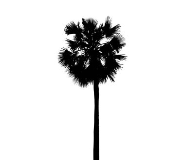 Beyaz arka planda palmiye ağaçlarının siluetleri. Vektör illüstrasyonu