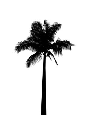 Beyaz arka planda palmiye ağaçlarının siluetleri. Vektör illüstrasyonu