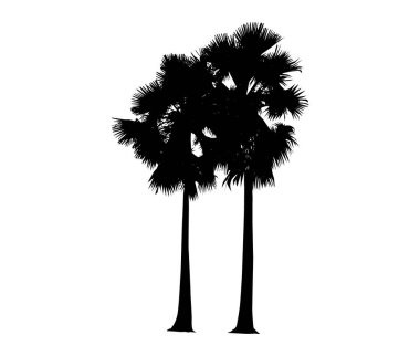 Beyaz arkaplan vektör sanatı üzerindeki palmiye ağacının silüeti, siyah renk