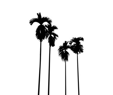 Beyaz arkaplan vektör sanatı üzerindeki palmiye ağacının silüeti, siyah renk