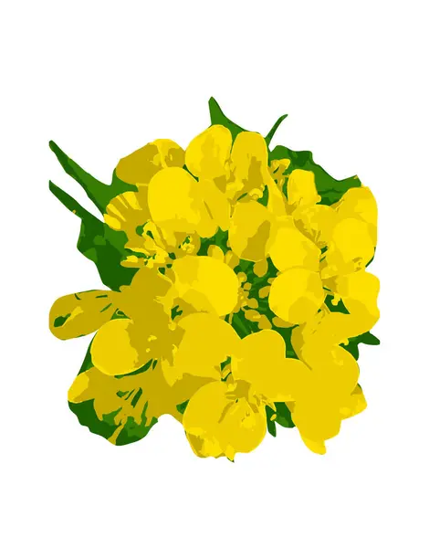 yellow mastered  flower isolated on white ,Bouquet of yellow flowers isolated on white background. Vector illustration.