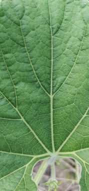 Yaprak, yaprak, fotoğraf, arkaplan, balkabağı yaprağı.