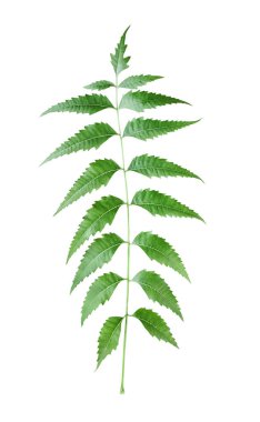 Yeşil bir Neem ağacı beyaz bir arkaplanda dalını bırakır